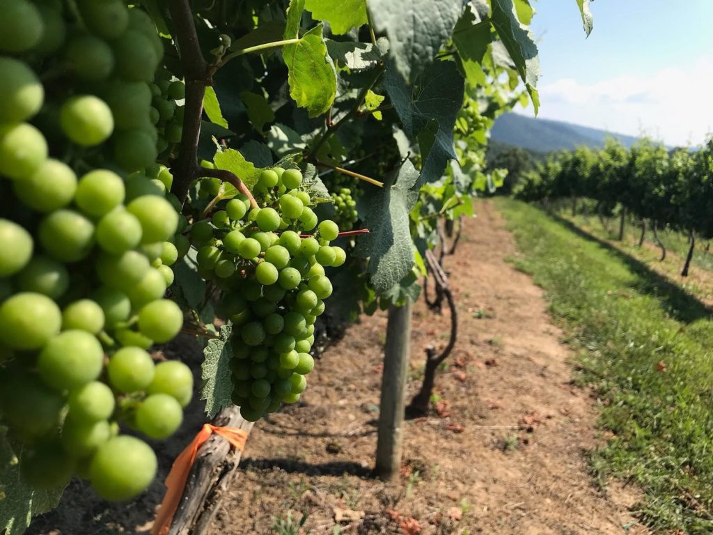 closeup of grapes in vineyard