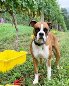 dog in vineyard