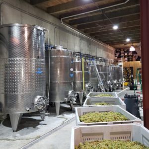 bins of grapes in winery