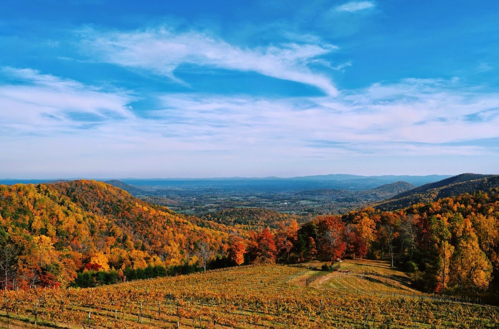 vineyard and treed hills with fall leaves