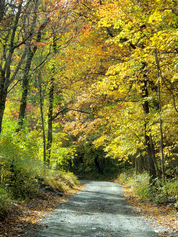 road through trees with fall leaves